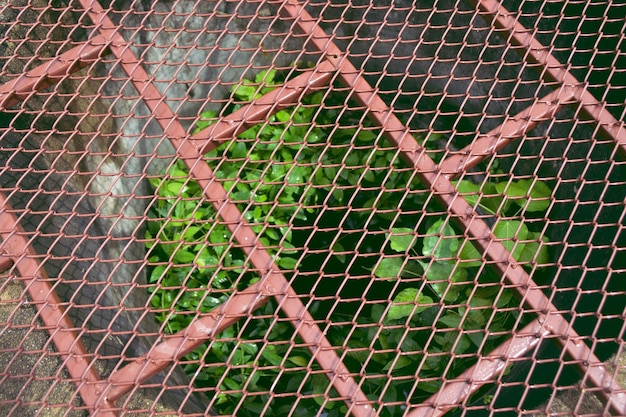 Certains arbres poussent dans un vieux puisard en ciment et ont une grille rouge sur le dessus