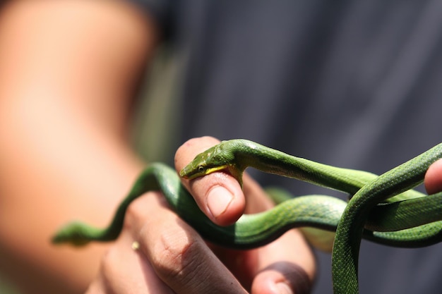 Certains Bébés Serpents Gonyosoma Verts Mordent Des Mains Humaines