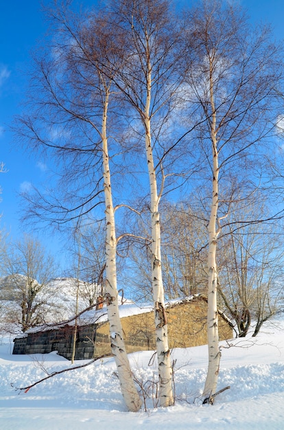 Certains bouleaux poussent à côté d'une cabane couverte de neige dans la vallée du Pas