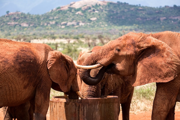 Certains éléphants boivent de l'eau d'un réservoir d'eau