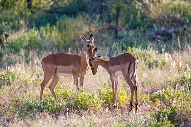 Certains impalas se tiennent ensemble dans le paysage d'herbe