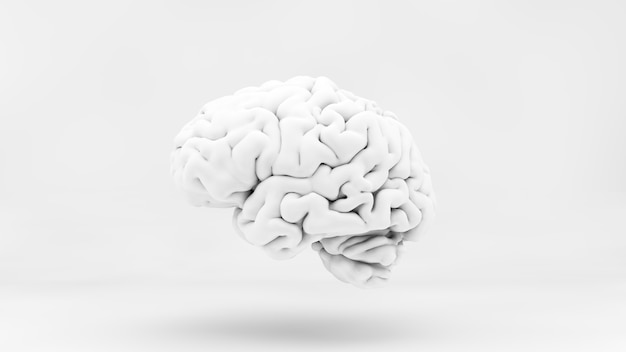 Cerveau blanc minimal dans le rendu 3D