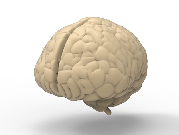 Cerveau blanc de rendu 3D sur fond blanc