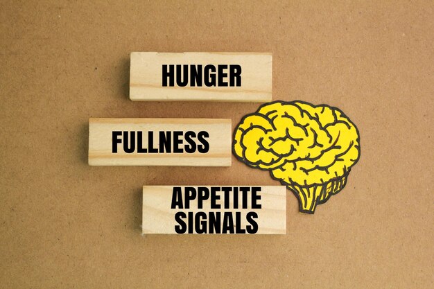 Photo le cerveau et les formes de bâton avec les mots faim satiété et appétit signaux de satiété cérébrale