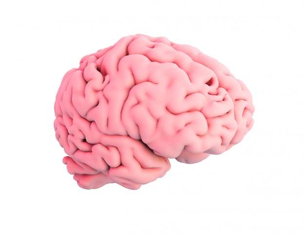 Le cerveau humain isolé