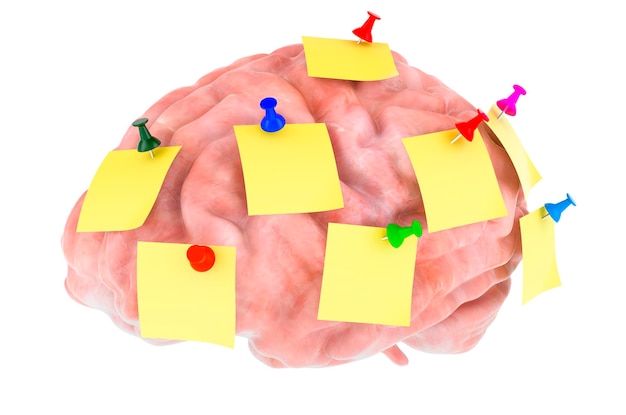 Photo cerveau humain avec notes autocollantes rendu 3d
