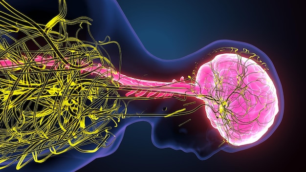 Le cerveau humain avec le système nerveux illustration 3D