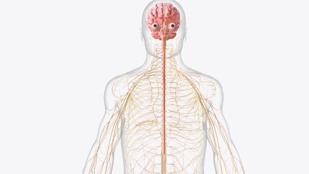 Cerveau, moelle épinière et nerfs