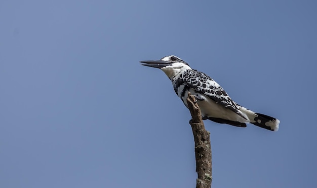 Ceryle rudis sur une branche de bambou avec fond de ciel bleu