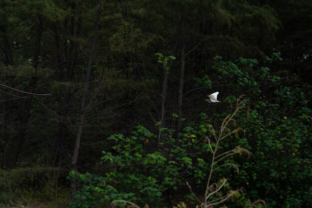 cet oiseau d'eau volant dans la forêt