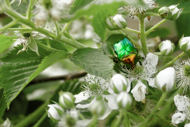 Cétonia aurata de punaise verte sur la fleur de mûre