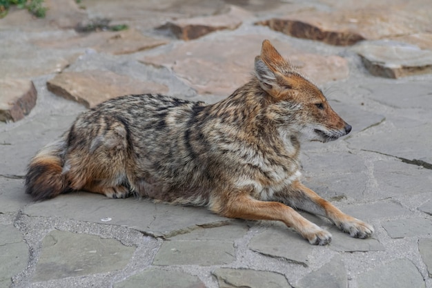 Chacal doré (canis aureus)