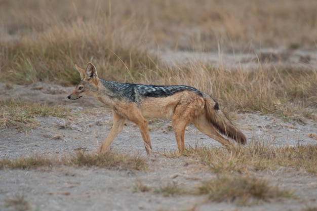 Chacal doré dans la savane