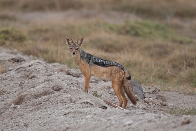 Chacal doré dans la savane