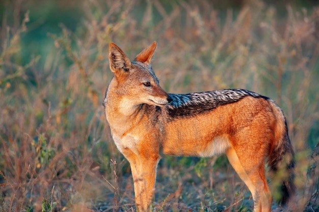 Chacal à dos noir Botswana