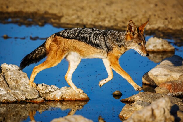 Photo le chacal à dos noir saute sur un puits d'eau dans le parc transfrontalier de kgalagadi afrique du sud specie canis mesomelas famille des canidae