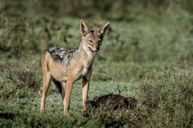 Chacal manger, dans le parc national du Serengeti