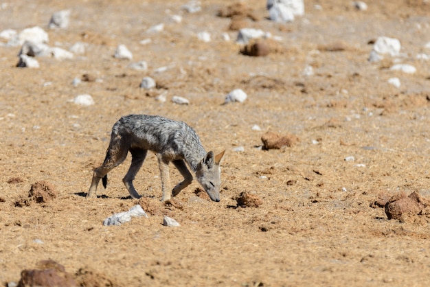 Chacal sauvage sur un point d'eau dans la savane africaine