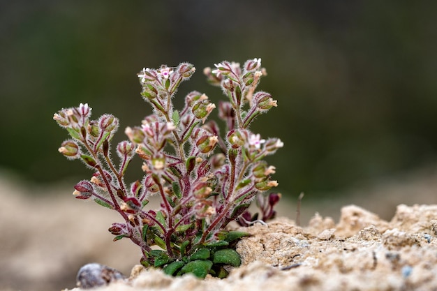 Chaenorhinum reyesii, est une espèce de plante à fleurs de la famille des Scrophulariacées.