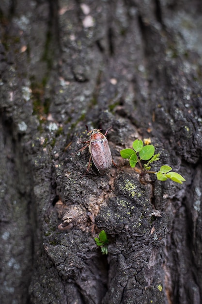 Chafer grimpant à un arbre