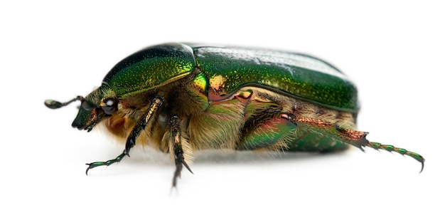 Chafer rose - Cetonia aurata