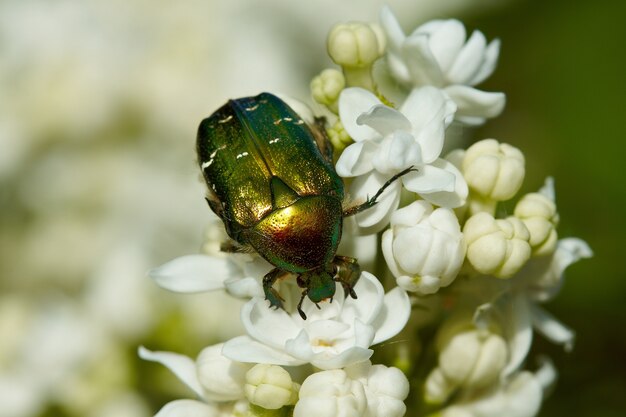 Chafer vert sur la fleur de lilas blanc