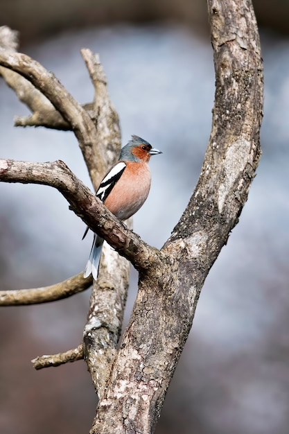 Chaffinch chantant son coeur