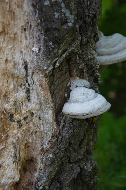 Chaga Tree champignon sur vieux tronc d'arbre Amadou champignon sur bouleau close up