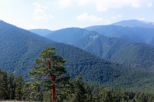 une chaîne de montagnes avec un arbre au premier plan et une montagne en arrière-plan