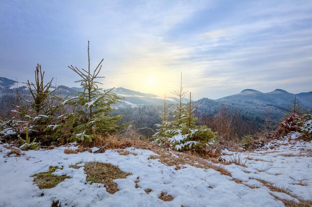 Chaîne de montagnes et arbres au coucher du soleil paysage d'hiver Ukraine