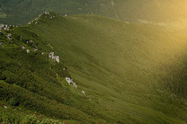 Chaîne de montagnes des Carpates au matin d'été Beauté de la nature ukrainienne vierge sauvage Calme