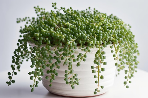 Chaîne de perles Senecio Rowleyanus dans un pot blanc sur fond blanc IA générative