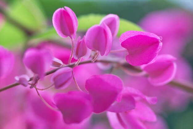 Chaîne rose de fleur d'amour avec fond vert flou