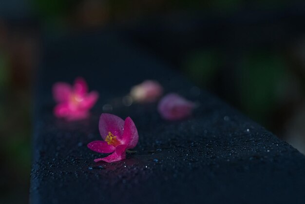 Chaîne rose de fleur de plante grimpante mexicaine sur fond sombre