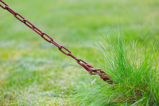 Chaîne rouillée en gros plan sur fond de pelouse avec de l'herbe verte dans le jardin avec la lumière du jour