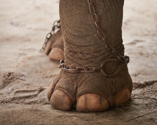 Les chaînes de la captivité Libre d'une chaîne autour du pied d'un éléphant en captivité