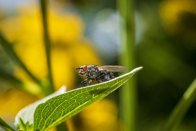 Chair commune voler sur une feuille au bord de la rivière Drava