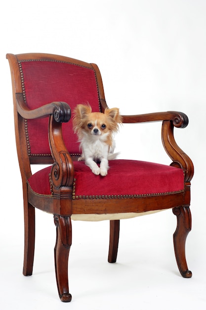 Chaise antique et chihuahua