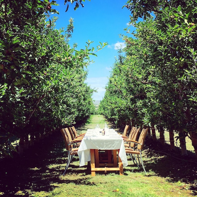 Photo une chaise dans le jardin.