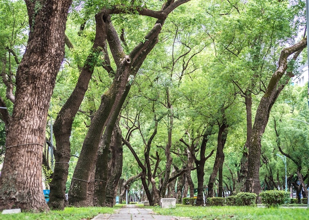 Une chaise dans le parc, détente, banians sur Dunhua Road, Taipei. se sentir calme