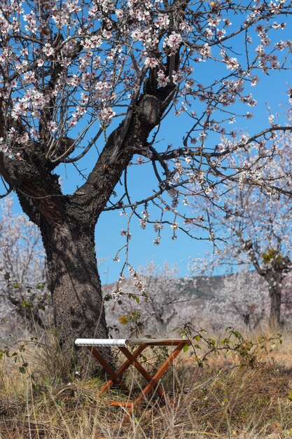 Chaise méditerranéenne isolée sous un arbre avec des fleurs et un ciel bleu dans un champ