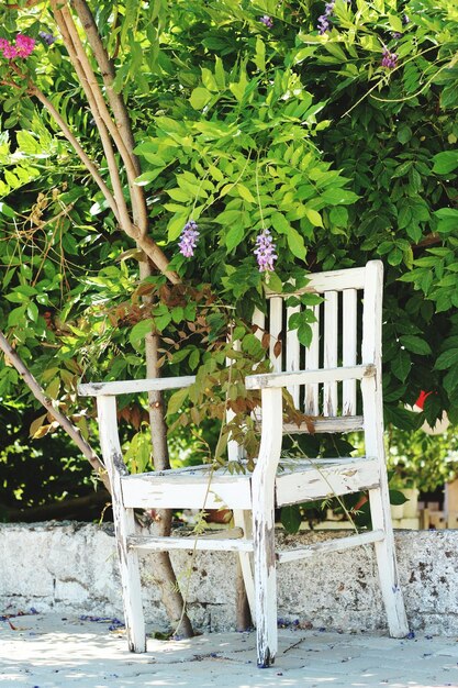 Photo chaise et plantes contre les arbres