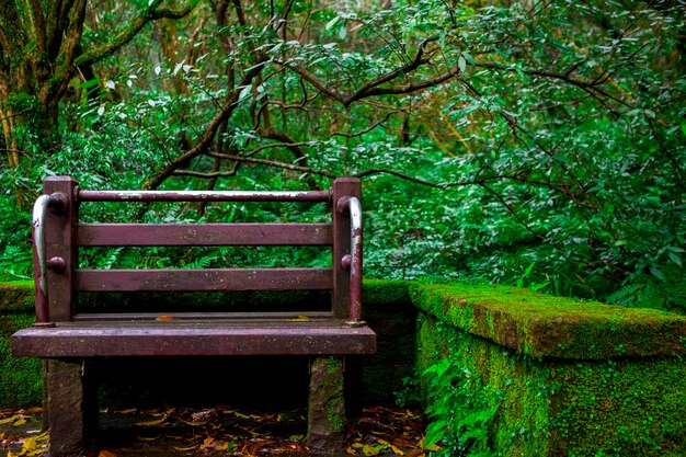 Photo chaises publiques dans l'aire de repos à côté du sentier forestier de yangmingshan à taipei