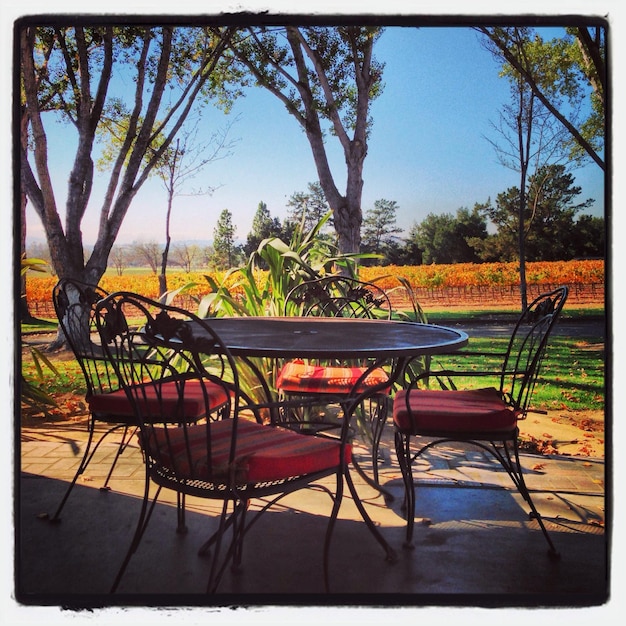 Photo des chaises vides et des arbres