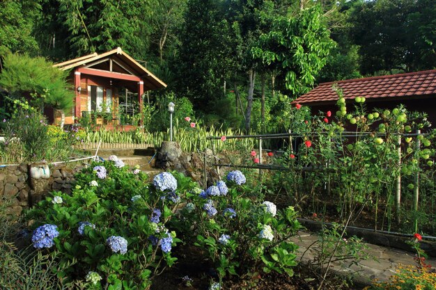 Chalet en bois entouré d'arbres fleurs et plantes