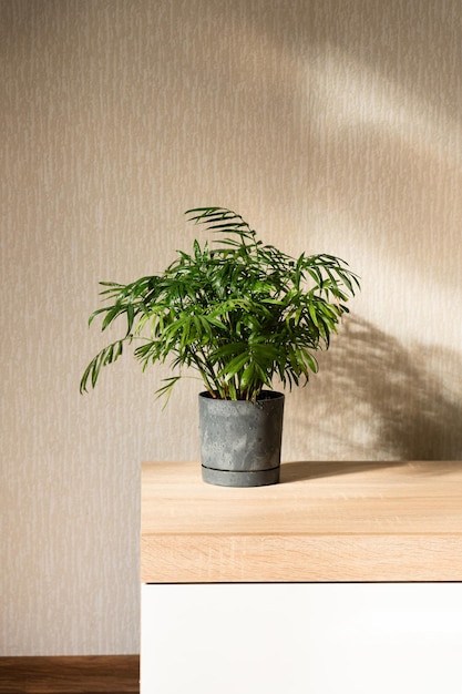 Chamaedorea plante domestique en pot sur une table en bois près de la fenêtre dans la pièce