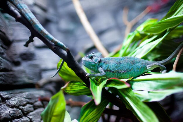 Chamaeleon calyptratus est assis sur un arbre