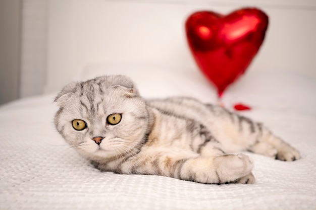 La chambre est décorée pour la Saint-Valentin, le chat pur-sang Scottish Fold est assis sur le lit et joue avec un ballon en forme de cœur.