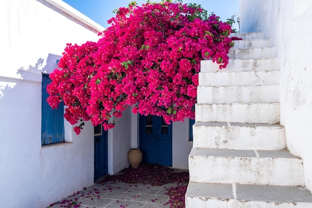 Chambre murs blanchis à la chaux journée ensoleillée à l'île de Sifnos Grèce Bougainvillea fleur escaliers en pierre background