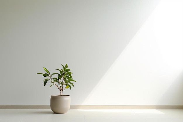 Chambre vide minimaliste avec un mur blanc et une plante verte